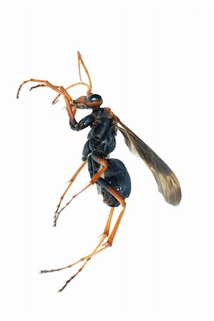 simsearch:400-04000691,k - wasp insect macro isolated on white background Foto de stock - Royalty-Free Super Valor e Assinatura, Número: 400-05258601