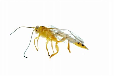 defun (artist) - yellow wasp isolated on white Fotografie stock - Microstock e Abbonamento, Codice: 400-05258602