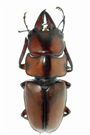 simsearch:400-05739088,k - insect stag beetle bug isolated on white background Stockbilder - Microstock & Abonnement, Bildnummer: 400-05258617