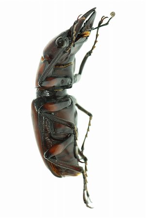simsearch:400-05739088,k - insect stag beetle bug isolated on white background Stockbilder - Microstock & Abonnement, Bildnummer: 400-05258618