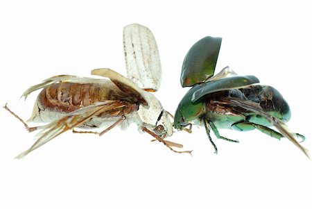 simsearch:400-05235027,k - two scarab beetle isolated on white background Stockbilder - Microstock & Abonnement, Bildnummer: 400-05258610