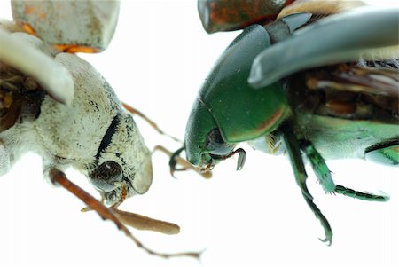 simsearch:400-05739088,k - two scarab beetle isolated on white background Stockbilder - Microstock & Abonnement, Bildnummer: 400-05258611