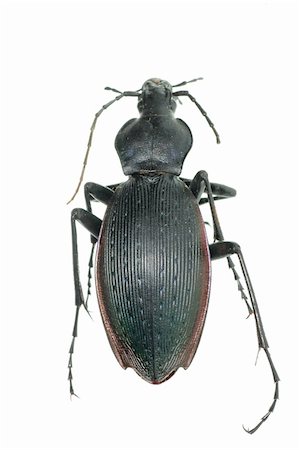 simsearch:400-04000691,k - insect ground beetle  isolated in white Foto de stock - Royalty-Free Super Valor e Assinatura, Número: 400-05258612