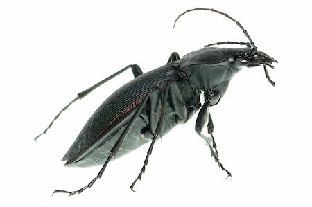 simsearch:400-04000691,k - insect ground beetle  isolated in white Foto de stock - Royalty-Free Super Valor e Assinatura, Número: 400-05258613