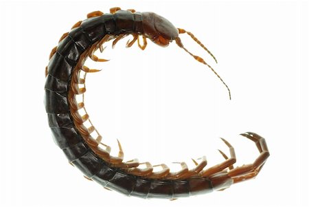 simsearch:400-04434050,k - poison animal centipede macro isolated on white background Stock Photo - Budget Royalty-Free & Subscription, Code: 400-05258625