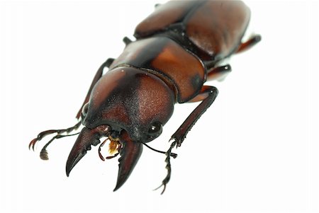 simsearch:400-08222144,k - insect stag beetle bug isolated on white background Stockbilder - Microstock & Abonnement, Bildnummer: 400-05258620