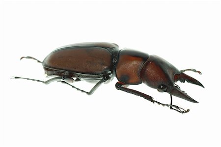 simsearch:400-05739088,k - insect stag beetle bug isolated on white background Stockbilder - Microstock & Abonnement, Bildnummer: 400-05258621