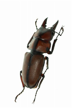 defun (artist) - insect stag beetle bug isolated on white background Fotografie stock - Microstock e Abbonamento, Codice: 400-05258622