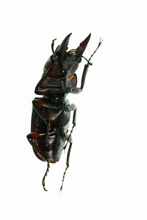 simsearch:400-08222144,k - insect stag beetle bug isolated on white background Stockbilder - Microstock & Abonnement, Bildnummer: 400-05258623