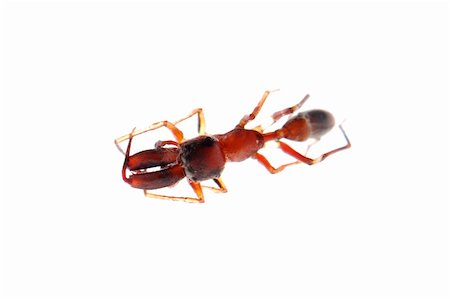 ant mimic spider, Myrmarachne, isolated on white background Stock Photo - Budget Royalty-Free & Subscription, Code: 400-05258659