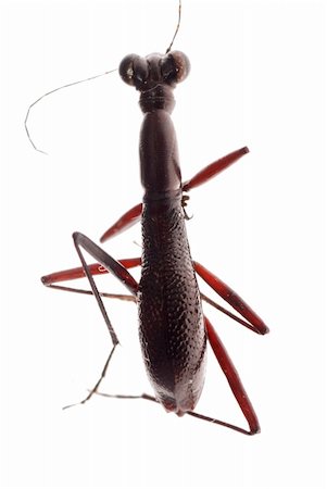 simsearch:400-05258669,k - ant mimic beetle isolated on white Foto de stock - Super Valor sin royalties y Suscripción, Código: 400-05258665