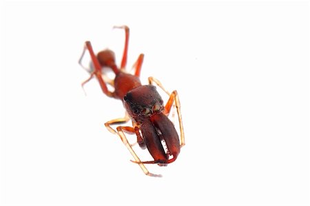 ant mimic spider, Myrmarachne, isolated on white background Stock Photo - Budget Royalty-Free & Subscription, Code: 400-05258660