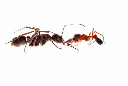 ant and ant mimic spider, Myrmarachne, isolated on white background Stock Photo - Budget Royalty-Free & Subscription, Code: 400-05258663