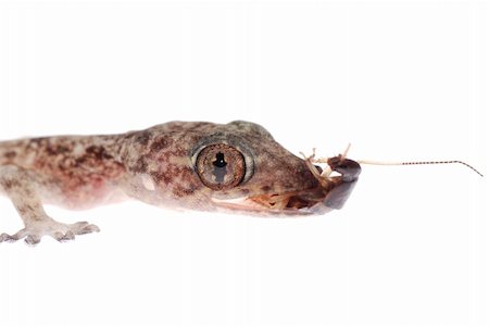 gecko babe eat roach, isolated on white background Photographie de stock - Aubaine LD & Abonnement, Code: 400-05258674