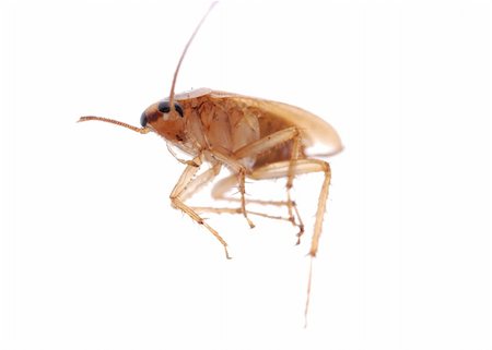 simsearch:400-04725361,k - german cockroach isolated on white background Fotografie stock - Microstock e Abbonamento, Codice: 400-05258676