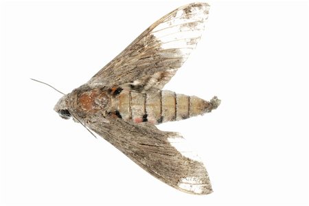 simsearch:400-05258669,k - dead moth isolated on white Foto de stock - Super Valor sin royalties y Suscripción, Código: 400-05258677