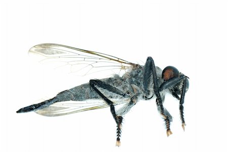 simsearch:400-05235027,k - dead fly isolated on white Stockbilder - Microstock & Abonnement, Bildnummer: 400-05258680