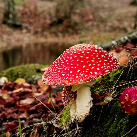 simsearch:400-06094336,k - Close-up picture of a Amanita poisonous mushroom in nature Photographie de stock - Aubaine LD & Abonnement, Code: 400-05258980