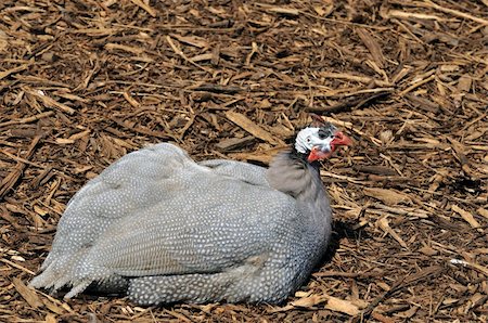 A young turkey resting at a local park Stock Photo - Budget Royalty-Free & Subscription, Code: 400-05259100