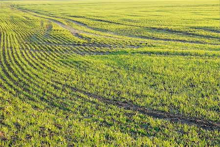 Agricultural field with rows of growing plants Photographie de stock - Aubaine LD & Abonnement, Code: 400-05259276