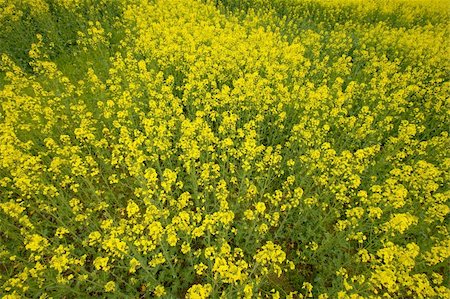 simsearch:400-04983141,k - Blooming rapeseed field Stock Photo - Budget Royalty-Free & Subscription, Code: 400-05259310