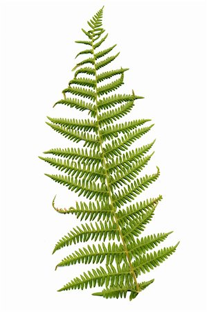 simsearch:400-04739592,k - Fern leaf isolated on white background. Foto de stock - Royalty-Free Super Valor e Assinatura, Número: 400-05259414