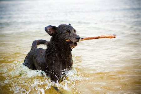 running on beach with dog - best dog in the spray with a stick in his mouth Stock Photo - Budget Royalty-Free & Subscription, Code: 400-05259756