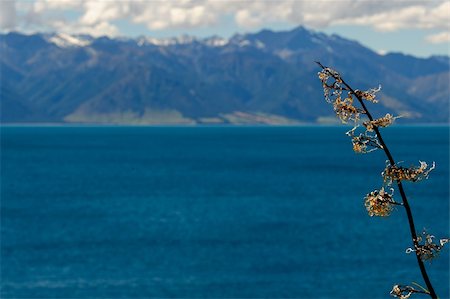 simsearch:400-05259799,k - Landscapes of New Zealand Fotografie stock - Microstock e Abbonamento, Codice: 400-05259787