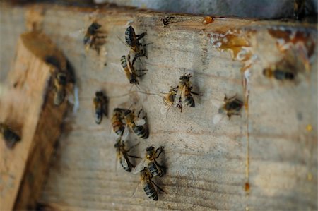 simsearch:400-04072806,k - Detail of bees over wooden surface near beehive Photographie de stock - Aubaine LD & Abonnement, Code: 400-05250163