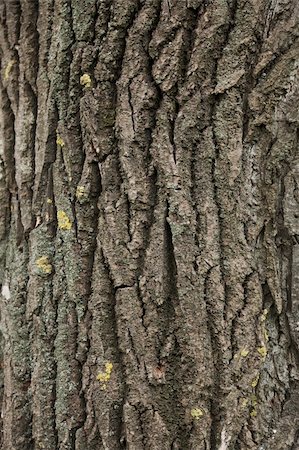 a very detailed bark tree texture / macro Stock Photo - Budget Royalty-Free & Subscription, Code: 400-05250204