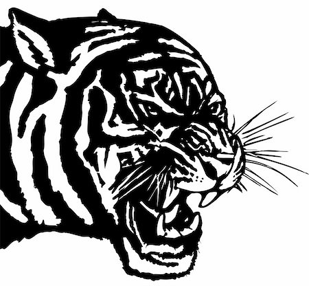 Vector illustration .The white predatory tiger head, Photographie de stock - Aubaine LD & Abonnement, Code: 400-05250523