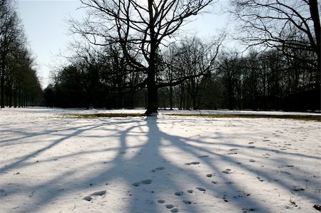 simsearch:400-05306863,k - Trees in WinterTrees in Winter Fotografie stock - Microstock e Abbonamento, Codice: 400-05250910