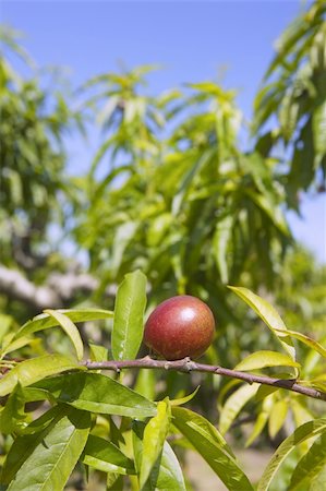 simsearch:400-04417272,k - nectarine peach tree growing in spring blue sky agriculture Photographie de stock - Aubaine LD & Abonnement, Code: 400-05251499