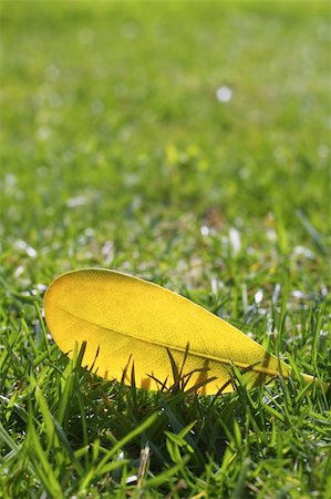 simsearch:400-05318999,k - yellow autumn fall leaf on garden green grass lawn vivid seasonal colors Photographie de stock - Aubaine LD & Abonnement, Code: 400-05251501
