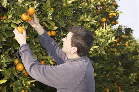 orange tree field male farmer harvest picking fruits in mediterranean Spain Photographie de stock - Aubaine LD & Abonnement, Code: 400-05251526