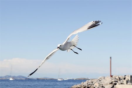 simsearch:400-04621473,k - flying seagulls on Formentera port summer balearic islands Photographie de stock - Aubaine LD & Abonnement, Code: 400-05251591