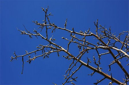 roxxer (artist) - Isolated bare branch with some buds on the foreground. Clear dark-blue sky on the background. Fotografie stock - Microstock e Abbonamento, Codice: 400-05251605