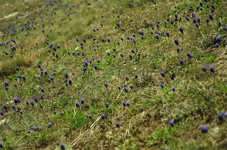 roxxer (artist) - Purple mountain flowers in the grass, angled view. Fotografie stock - Microstock e Abbonamento, Codice: 400-05251606