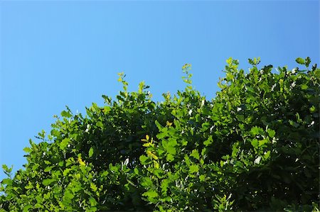 roxxer (artist) - Oak leaves on a tree under the sun on a bright day. Clear blue sky at the background. Fotografie stock - Microstock e Abbonamento, Codice: 400-05251608