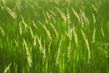 roxxer (artist) - Green background with vivid spikelets of grass. Shallow depth of field. Fotografie stock - Microstock e Abbonamento, Codice: 400-05251609