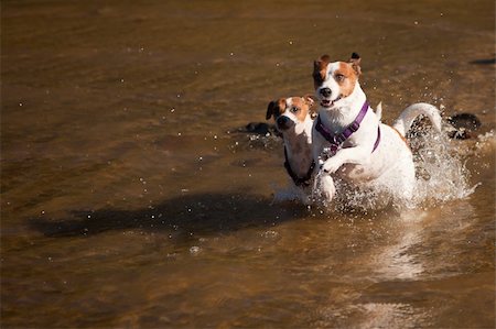 simsearch:400-06643414,k - Two Playful Jack Russell Terrier Dogs Playing in the Water. Foto de stock - Super Valor sin royalties y Suscripción, Código: 400-05251643