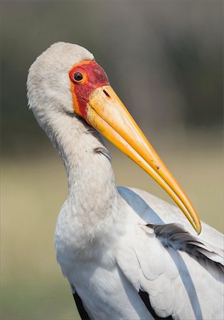 simsearch:400-05888279,k - The Yellow-billed Stork, Mycteria ibis, is a large wading bird in the stork family Ciconiidae. It occurs Africa South of Sahara and in Madagascar. Plumage mainly pinkish-white with black wings and tail; bill yellow, blunt, and decurved at tip. Immature birds are greyish brown with dull greyish brown bill, dull orange face and brownish legs Stockbilder - Microstock & Abonnement, Bildnummer: 400-05251711