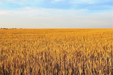 simsearch:400-05699446,k - field of wheat. Beautiful landscape Stock Photo - Budget Royalty-Free & Subscription, Code: 400-05252188