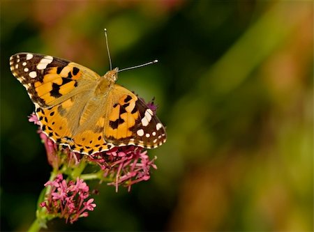simsearch:400-04513601,k - beautiful butterfly Painted Lady (Vanessa cardui). macro Fotografie stock - Microstock e Abbonamento, Codice: 400-05252181
