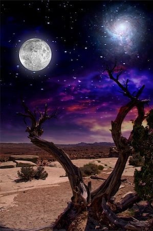 désert de mojave - Desert Tree and Horizon Photographie de stock - Aubaine LD & Abonnement, Code: 400-05252252