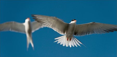 simsearch:400-04384589,k - Against the sky in air two white birds soar. Fotografie stock - Microstock e Abbonamento, Codice: 400-05252850