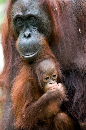 The orangutan with a cub/Borneo. Rainforest.  Pongo pygmaeus wurmbii - southwest populations. Pongo pygmaeus wurmbii - southwest populations. The orangutans are the only exclusively Asian living genus of great ape. Foto de stock - Super Valor sin royalties y Suscripción, Código: 400-05253018