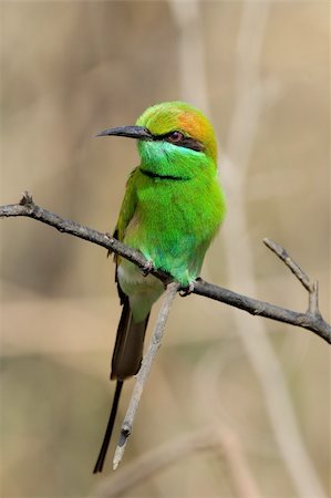 surz (artist) - The Green Bee-eater, Merops orientalis, (sometimes Little Green Bee-eater) is a near passerine bird in the bee-eater family. It is resident but prone to seasonal movements and is found widely distributed across sub-Saharan Africa from Senegal and The Gambia to Ethiopia, the Nile valley, western Arabia and Asia through India to Vietnam Photographie de stock - Aubaine LD & Abonnement, Code: 400-05253019