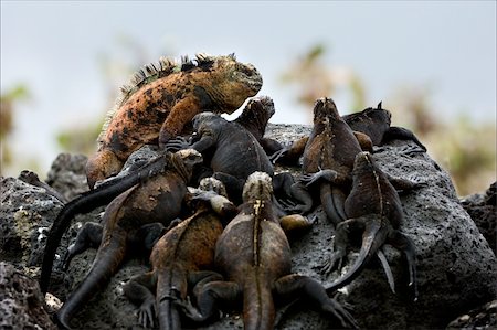 The male with a harem. On dark stones of a lava has settled down to bask in the sun group of sea iguanas. Fotografie stock - Microstock e Abbonamento, Codice: 400-05253038