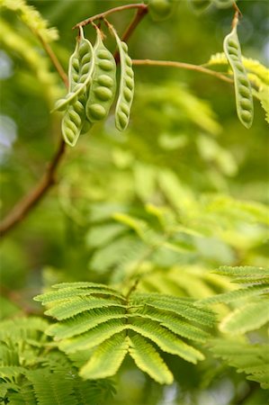 simsearch:400-04524191,k - tree leaves and seeds macro detail in the jungle Stock Photo - Budget Royalty-Free & Subscription, Code: 400-05253281